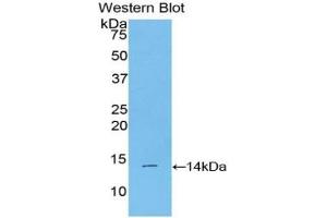 Detection of Recombinant BMP2, Mouse using Polyclonal Antibody to Bone Morphogenetic Protein 2 (BMP2) (BMP2 anticorps  (AA 281-394))