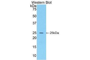 Western Blotting (WB) image for anti-Fibroblast Growth Factor 15 (FGF15) (AA 25-218) antibody (ABIN1858867) (FGF15 anticorps  (AA 25-218))