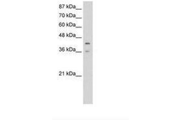 PCBP4 antibody  (AA 166-215)