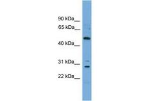 Image no. 1 for anti-Unc-51-Like Kinase 3 (ULK3) (AA 324-373) antibody (ABIN6745368) (ULK3 anticorps  (AA 324-373))