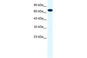 Western Blotting (WB) image for anti-Ring Finger Protein 112 (RNF112) antibody (ABIN2460870) (RNF112 anticorps)