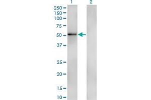 Western Blot analysis of ZNF207 expression in transfected 293T cell line by ZNF207 monoclonal antibody (M05), clone 7G1. (ZNF207 anticorps  (AA 1-110))