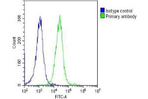 Overlay histogram showing Hela cells stained with (ABIN6244301 and ABIN6578675) (green line).