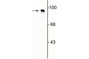 Western Blot of rat cortical lysate showing labeling of the ~95 kDa dynamin protein. (Dynamin 1 anticorps  (N-Term))