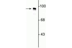 Western Blot of rat cortical lysate showing labeling of the ~95 kDa dynamin protein.