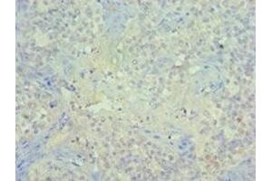 Immunohistochemistry of paraffin-embedded human tonsil tissue using ABIN7150963 at dilution of 1:100