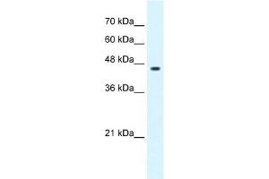 GLIS3 antibody used at 0. (GLIS3 anticorps  (C-Term))