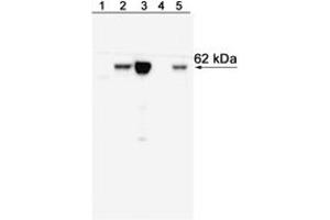 Western Blotting (WB) image for anti-T-Bet antibody (ABIN967672) (T-Bet anticorps)