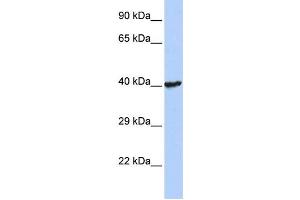 Western Blotting (WB) image for anti-Ring Finger Protein 113B (RNF113B) antibody (ABIN2458120) (RNF113B anticorps)