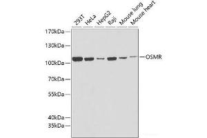 Western blot analysis of extracts of various cell lines using OSMR Polyclonal Antibody at dilution of 1:1000. (Oncostatin M Receptor anticorps)