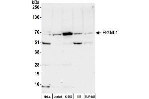 Western Blotting (WB) image for anti-Fidgetin-Like 1 (FIGNL1) (AA 1-50) antibody (ABIN7451588) (FIGNL1 anticorps  (AA 1-50))