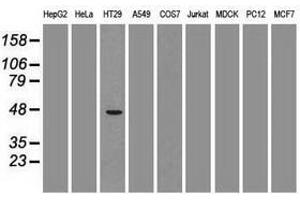 Image no. 1 for anti-GATA Binding Protein 4 (GATA4) (AA 296-442) antibody (ABIN1491352) (GATA4 anticorps  (AA 296-442))