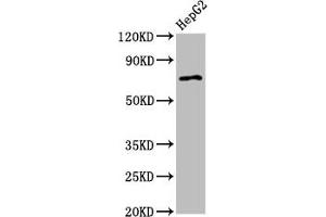 Western Blot Positive WB detected in: HepG2 whole cell lysate All lanes: AGPS antibody at 2. (AGPS anticorps  (AA 279-400))