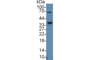 Western blot analysis of Human HepG2 cell lysate, using Human SLAMF1 Antibody (1 µg/ml) and HRP-conjugated Goat Anti-Rabbit antibody ( (SLAMF1 anticorps  (AA 19-236))