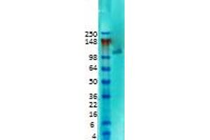 SAP97 Western Blot. (DLG1 anticorps  (N-Term))