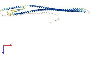 AlphaFold protein structure predicition of Mouse Recombinant Krt17 Protein, UniprotID Q9QWL7