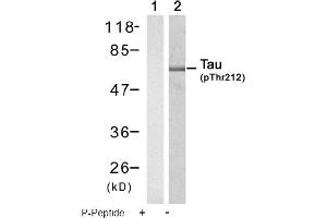 Image no. 1 for anti-Microtubule-Associated Protein tau (MAPT) (pThr212) antibody (ABIN319248) (MAPT anticorps  (pThr212))