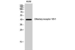 Western Blotting (WB) image for anti-Olfactory Receptor, Family 10, Subfamily V, Member 1 (OR10V1) (Internal Region) antibody (ABIN3176476) (OR10V1 anticorps  (Internal Region))