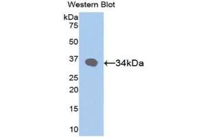Western blot analysis of the recombinant protein. (RBP3 anticorps  (AA 19-320))