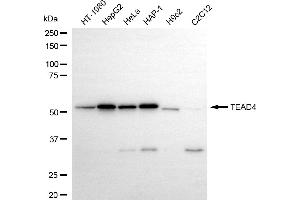 anti-TEA Domain Family Member 4 (TEAD4) antibody