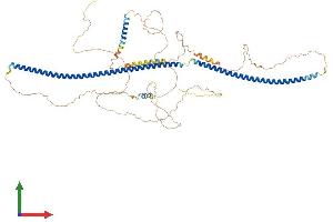 AlphaFold protein structure predicition of Mouse Recombinant Lca5 Protein, UniprotID Q80ST9