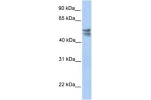 Western Blotting (WB) image for anti-tRNA 5-Methylaminomethyl-2-Thiouridylate Methyltransferase (TRMU) antibody (ABIN2463218) (TRMU anticorps)