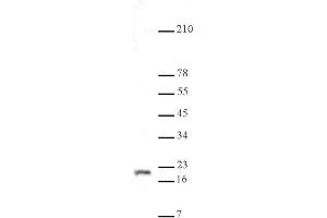 Histone H3K9me3 antibody (pAb) tested by Western blot. (Histone 3 anticorps  (H3K9me3))