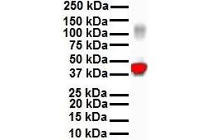 WB Suggested Anti-KRT18 antibody Titration: 1 ug/mL Sample Type: Human Hela