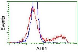 HEK293T cells transfected with either RC200115 overexpress plasmid (Red) or empty vector control plasmid (Blue) were immunostained by anti-ADI1 antibody (ABIN2452703), and then analyzed by flow cytometry. (ADI1 anticorps)