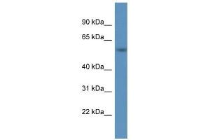 Western Blot showing A1BG antibody used at a concentration of 1.