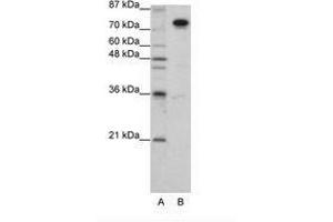 Image no. 3 for anti-Splicing Factor Proline/glutamine-Ric (SFPQ) (AA 191-240) antibody (ABIN203277)