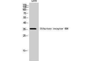 Western Blotting (WB) image for anti-Olfactory Receptor, Family 4, Subfamily D, Member 6 (OR4D6) (C-Term) antibody (ABIN3186094) (OR4D6 anticorps  (C-Term))