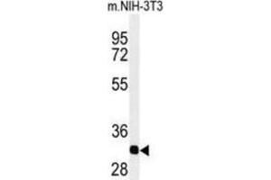 Western Blotting (WB) image for anti-Prohibitin 2 (PHB2) antibody (ABIN3003100) (Prohibitin 2 anticorps)