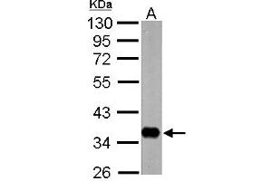 Image no. 1 for anti-Nervana 1 (NRV1) (N-Term) antibody (ABIN1494243) (Nervana 1 anticorps  (N-Term))