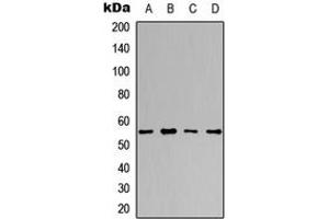 Western blot analysis of DNA Polymerase gamma 2 expression in A549 (A), HeLa (B), NS-1 (C), H9C2 (D) whole cell lysates. (POLG2 anticorps  (Center))