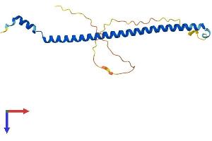 AlphaFold protein structure predicition of Human Recombinant KXD1 Protein, UniprotID Q9BQD3