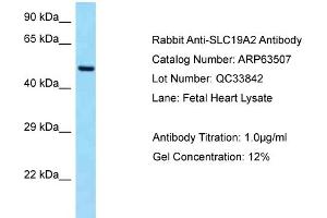Western Blotting (WB) image for anti-Solute Carrier Family 19 (Thiamine Transporter), Member 2 (SLC19A2) (C-Term) antibody (ABIN2789528)