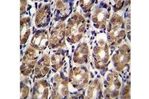 Axin-1 antibody immunohistochemistry analysis in formalin fixed and paraffin embedded human stomach tissue