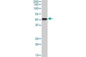 SH2D4A MaxPab rabbit polyclonal antibody. (SH2D4A anticorps  (AA 1-454))