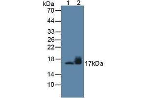 Figure. (SNCG anticorps  (AA 1-123))