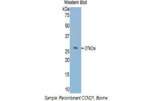 Western Blotting (WB) image for anti-Cyclin D1 (CCND1) (AA 72-272) antibody (ABIN1858282) (Cyclin D1 anticorps  (AA 72-272))