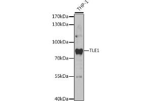 Western blot analysis of extracts of THP-1 cells, using TLE1 antibody (ABIN6132756, ABIN6149205, ABIN6149207 and ABIN6221171) at 1:1000 dilution. (TLE1 anticorps  (AA 501-770))