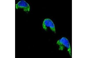 Immunofluorescence (IF) image for anti-Cytochrome P450, Family 1, Subfamily A, Polypeptide 2 (CYP1A2) antibody (ABIN2996139) (CYP1A2 anticorps)