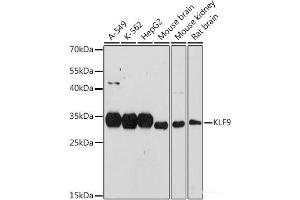 Western blot analysis of extracts of various cell lines using KLF9 Polyclonal Antibody at dilution of 1:1000. (KLF9 anticorps)