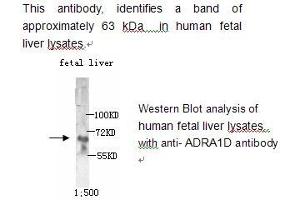 Image no. 1 for anti-Adrenergic Receptor, alpha 1d (ADRA1D) antibody (ABIN790781) (ADRA1D anticorps)