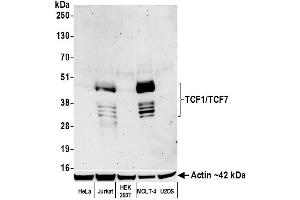 Western Blotting (WB) image for anti-Transcription Factor 7 (T-Cell Specific, HMG-Box) (TCF7) (AA 200-250) antibody (ABIN7449420) (Recombinant TCF7 anticorps  (AA 200-250))