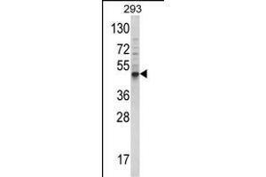 Western blot analysis of hB-E23 (ABIN388453 and ABIN2848793) in 293 cell line lysates (35 μg/lane).