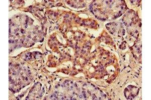 Immunohistochemistry of paraffin-embedded human pancreatic tissue using ABIN7167757 at dilution of 1:100