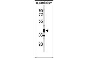 Western blot analysis of Cytohesin 3 Antibody (C-term) in Mouse cerebellum tissue lysates (35ug/lane).