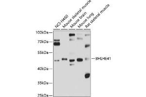 Western blot analysis of extracts of various cell lines, using BHLHE41 antibody (ABIN6131260, ABIN6137552, ABIN6137553 and ABIN6214847) at 1:1000 dilution. (BHLHE41 anticorps  (AA 120-280))